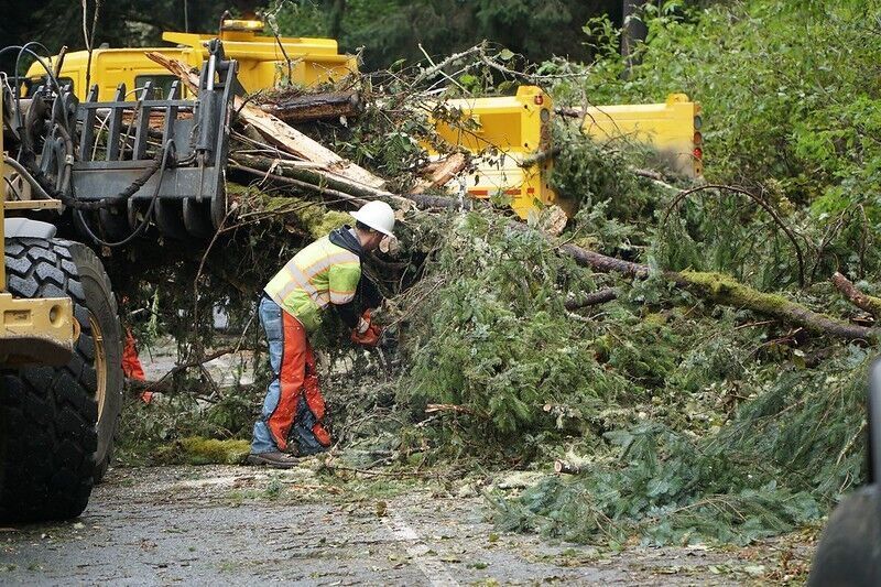 Dangerous Tree Removal